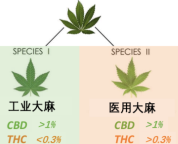 国际大牌争相推出大麻成分护肤品，会上瘾吗？